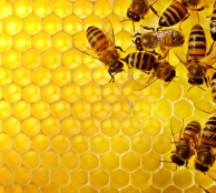 Пчелы на соте