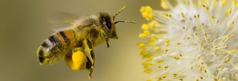 Пчела с пыльцой