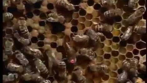 Познавательный фильм о пчеловодстве. Часть 2. Разведение пчёл