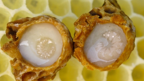 Пчелиное маточное молочко целебные свойства самого феноменального продукта пчеловодства как применят