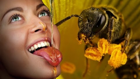 Прополис пчелинный клей уза Лечебные свойства прополиса как приготовить мазь пасту масло настойку  и